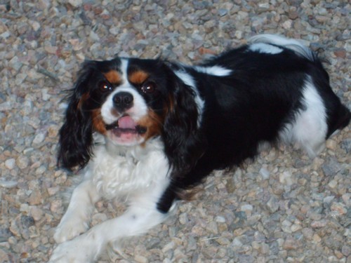 Cavalier king charles